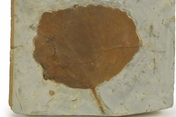 Paleocene Fossil Leaf (Zizyphoides) - Montana #377940